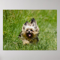 Cute Yorkshire Terrier passando por Grass