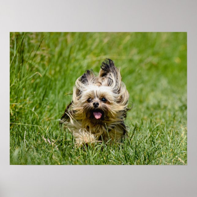 Poster Cute Yorkshire Terrier passando por Grass (Frente)