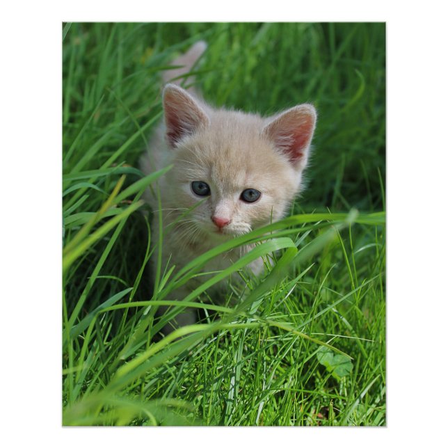 Pôster Cuteness (Frente)