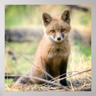Poster Cutest Baby Animals   Baby Fox