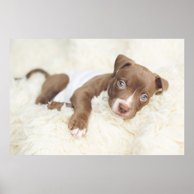 Poster Cutest Baby Animals | Baby Pit Bull Puppy (Frente)