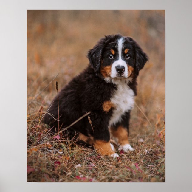 Poster Cutest Baby Animals | Bernese Mountain Dog (Frente)