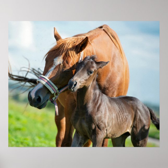 Poster Cutest Baby Animals | Black Foal with Mom (Frente)