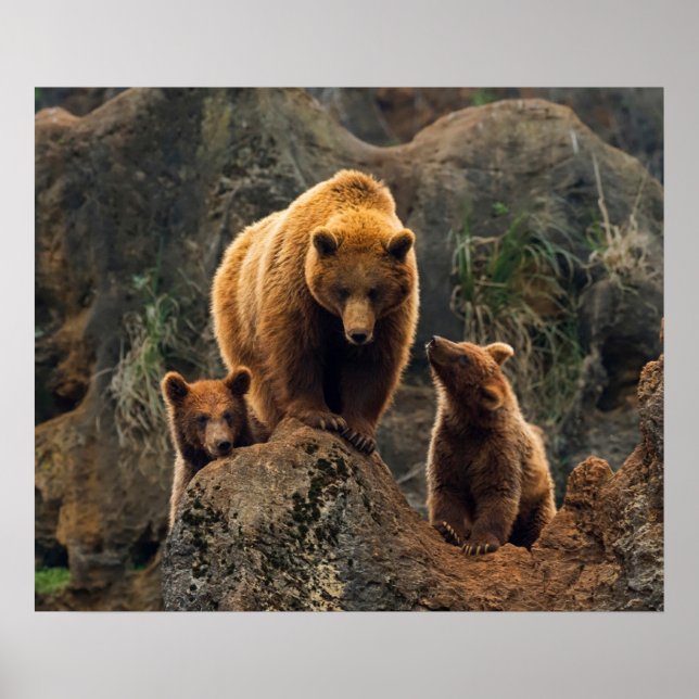 Poster Cutest Baby Animals | Brown Bear Family (Frente)