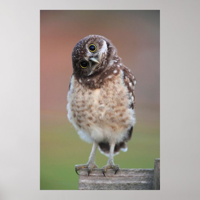 Poster Cutest Baby Animals | Burrowing Owl Owlet (Frente)