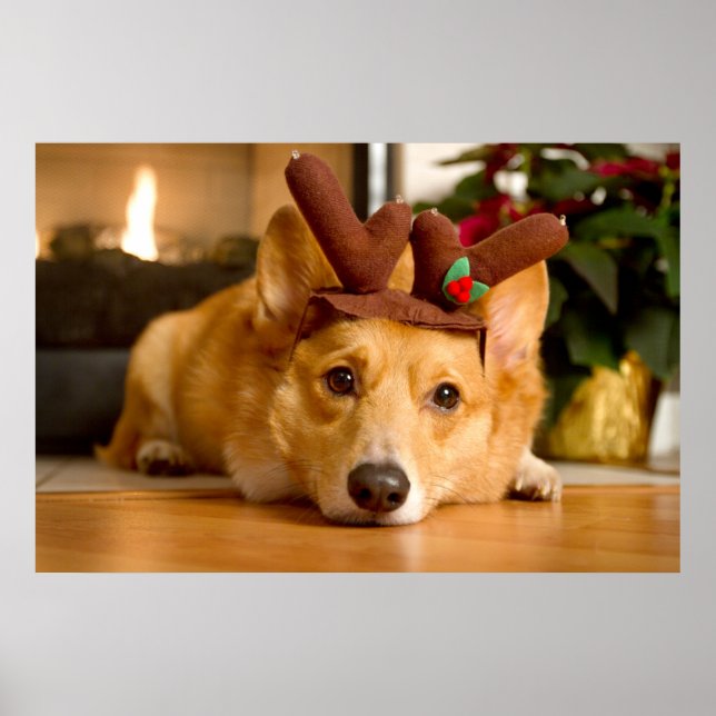 Poster Cutest Baby Animals | Corgi Christmas Reindeer (Frente)