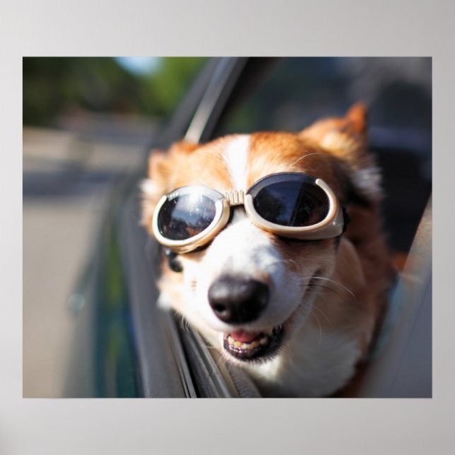 Poster Cutest Baby Animals | Corgi Goggles in the Car (Frente)