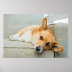 Poster Cutest Baby Animals   Corgi Puppy on Couch