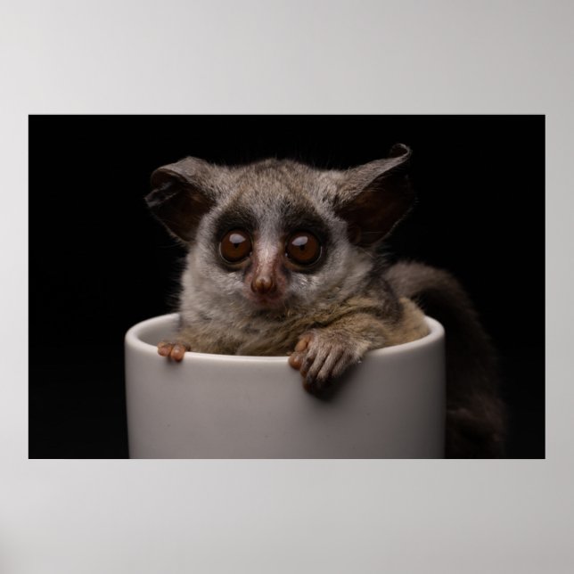 Poster Cutest Baby Animals | Cute Bushbaby (Frente)