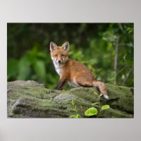 Cutest Baby Animals | Foxy Smile