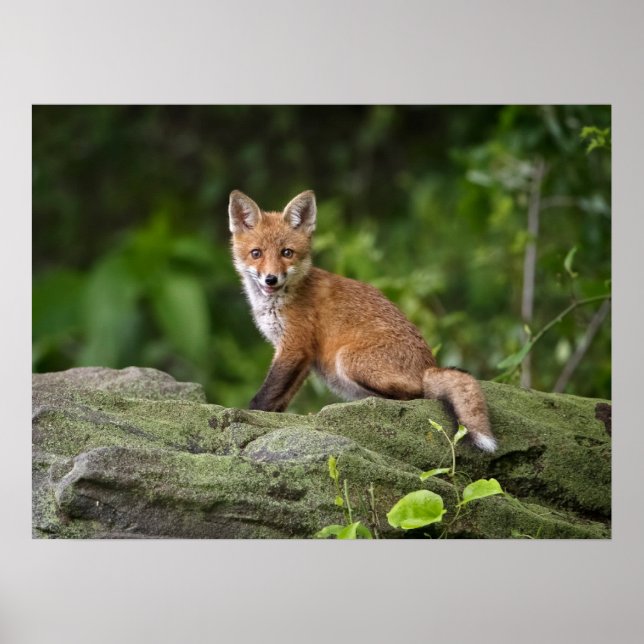 Poster Cutest Baby Animals | Foxy Smile (Frente)