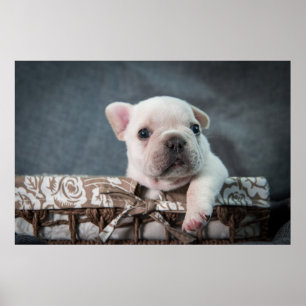 Poster Cutest Baby Animals French Bulldog