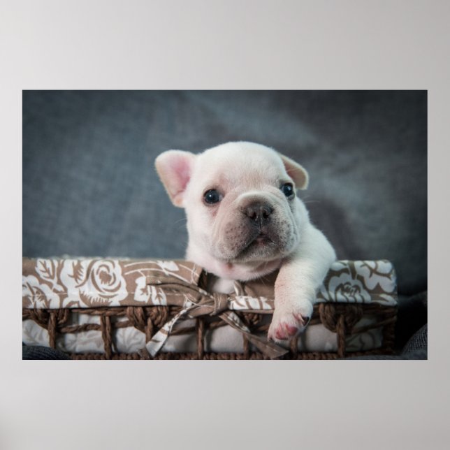 Poster Cutest Baby Animals | French Bulldog (Frente)