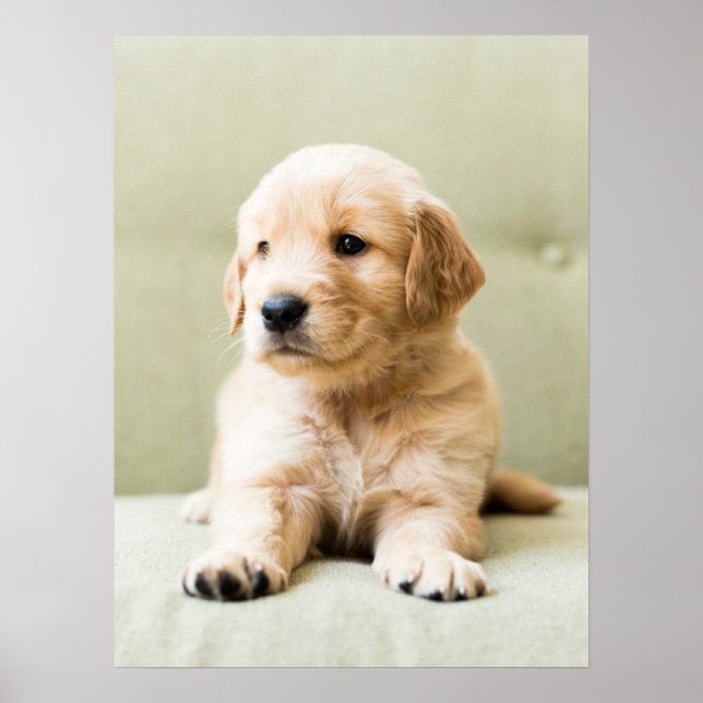 Poster Cutest Baby Animals | Golden Retriever Puppy (Frente)