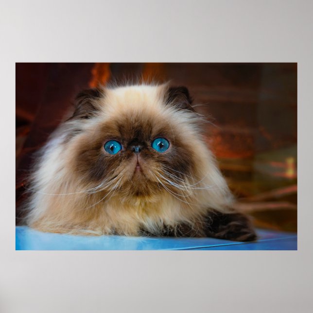 Poster Cutest Baby Animals | Himalayan Cat (Frente)