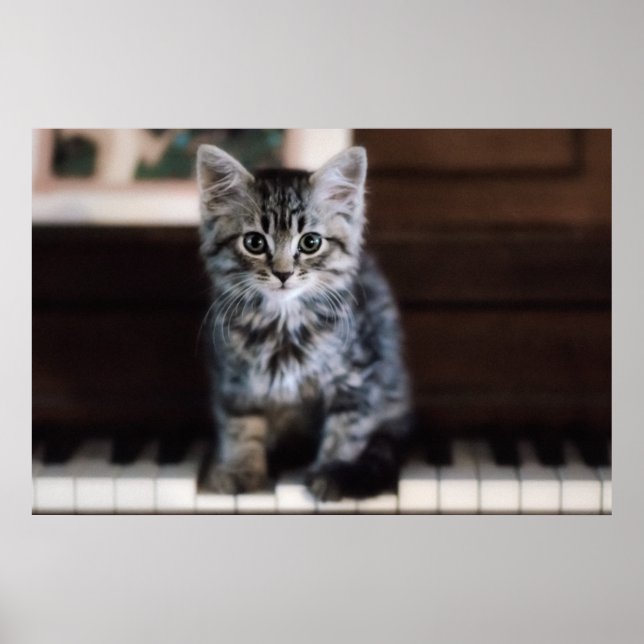 Poster Cutest Baby Animals | Kitten on Piano Keys (Frente)