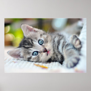 Poster Cutest Baby Animals   Kitten With Blue Eyes