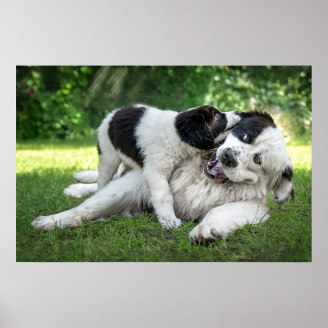Poster Cutest Baby Animals | Landseer Puppy (Frente)