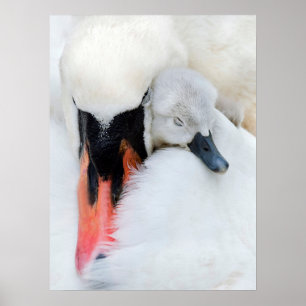 Poster Cutest Baby Animals Mother & Baby Mute Swan