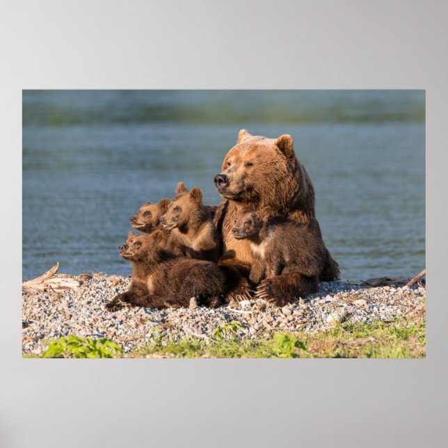 Poster Cutest Baby Animals | Mother Bear & Cubs (Frente)