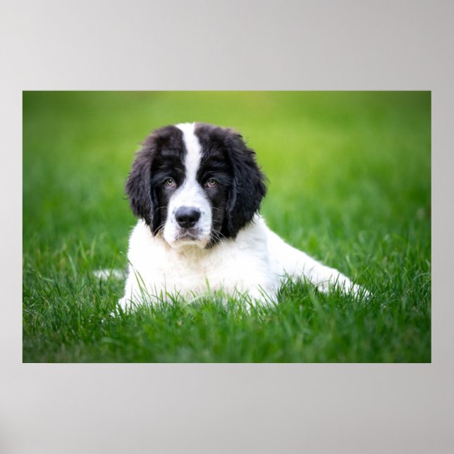 Poster Cutest Baby Animals | Newfoundland Puppy (Frente)