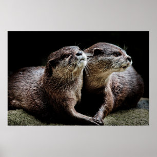 Poster Cutest Baby Animals   Otters Holding Hands