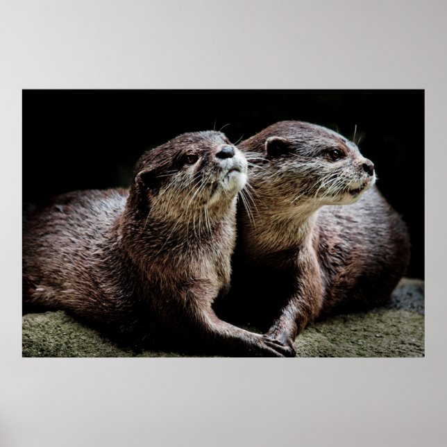 Poster Cutest Baby Animals | Otters Holding Hands (Frente)
