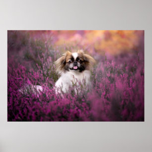 Poster Cutest Baby Animals   Pekingese Puppy