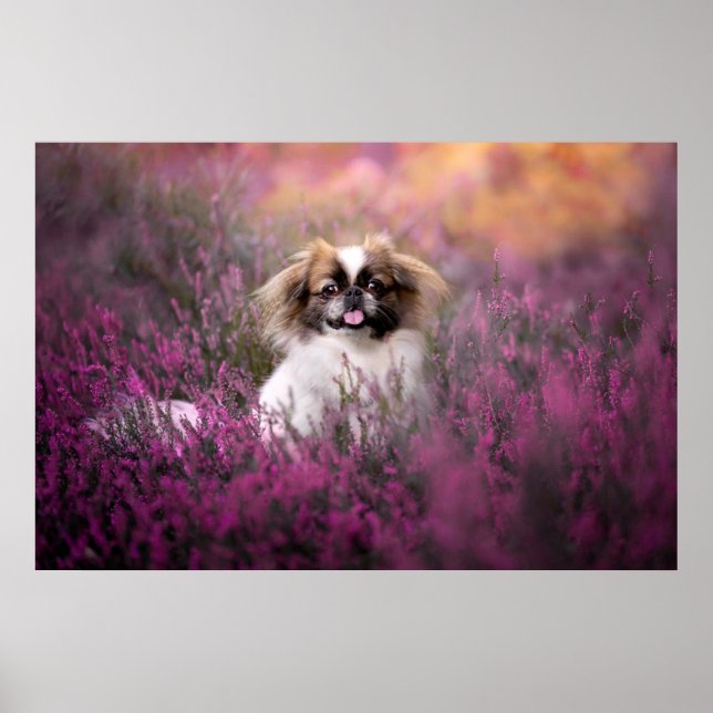 Poster Cutest Baby Animals | Pekingese Puppy (Frente)