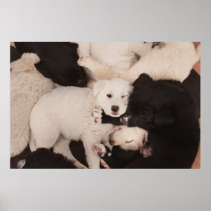 Poster Cutest Baby Animals   Pile of Puppies