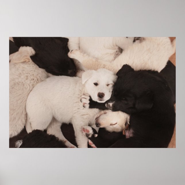 Poster Cutest Baby Animals | Pile of Puppies (Frente)