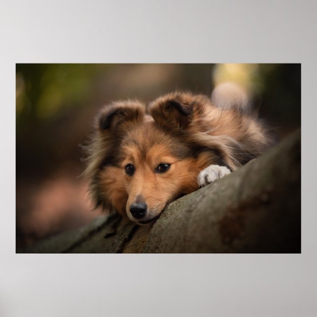 Poster Cutest Baby Animals | Shetland Sheepdog Puppy (Frente)