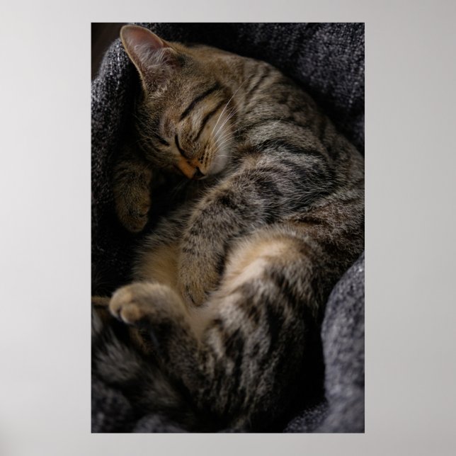 Poster Cutest Baby Animals | Sleeping Tabby Cat (Frente)