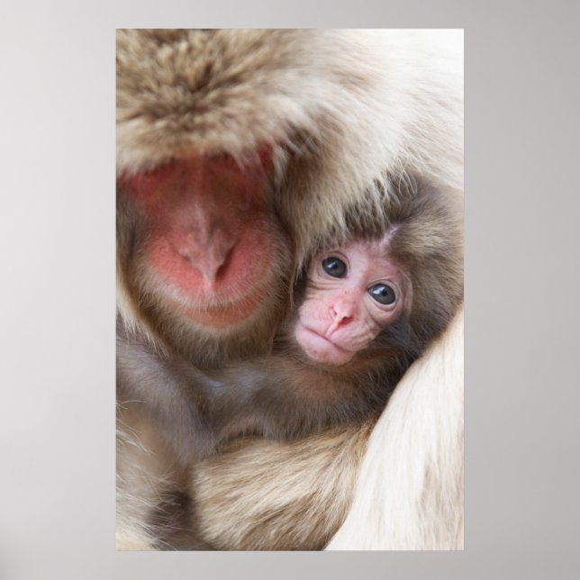 Poster Cutest Baby Animals | Snow Monkey (Frente)