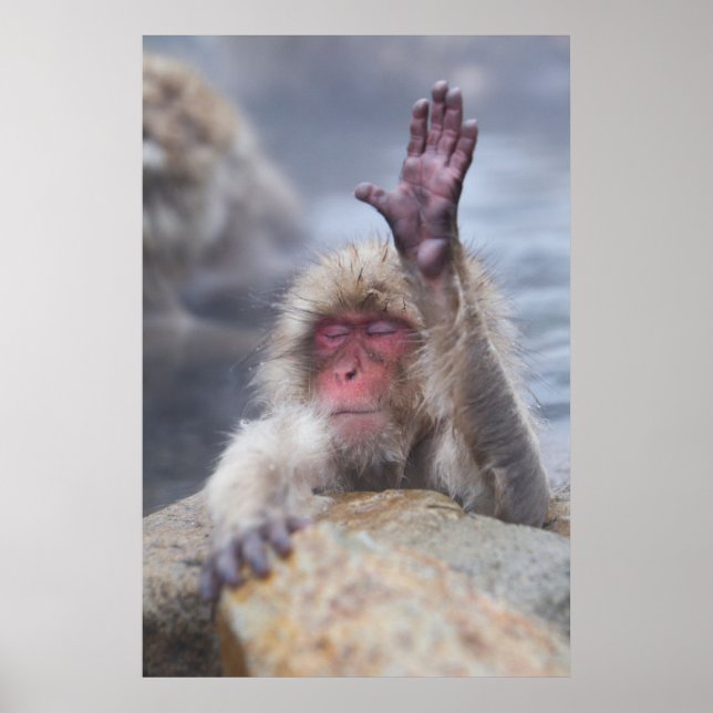 Poster Cutest Baby Animals | Snow Monkey Face (Frente)