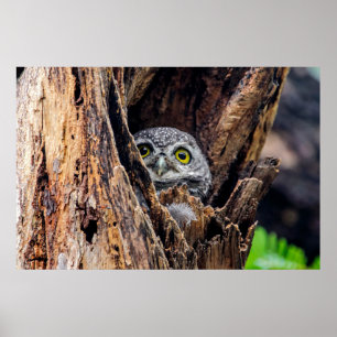 Poster Cutest Baby Animals   Spotted Owlet
