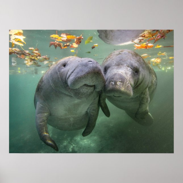 Poster Cutest Baby Animals | Two Manatees (Frente)