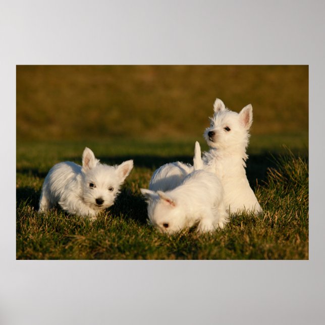 Poster Cutest Baby Animals | West Highland White Terriers (Frente)