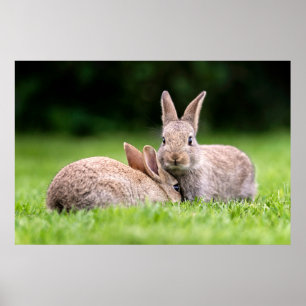 Poster Cutest Baby Animals   Wild Bunny Rabbits