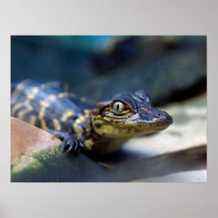 Poster Cutest Baby Animals   Young Alligator