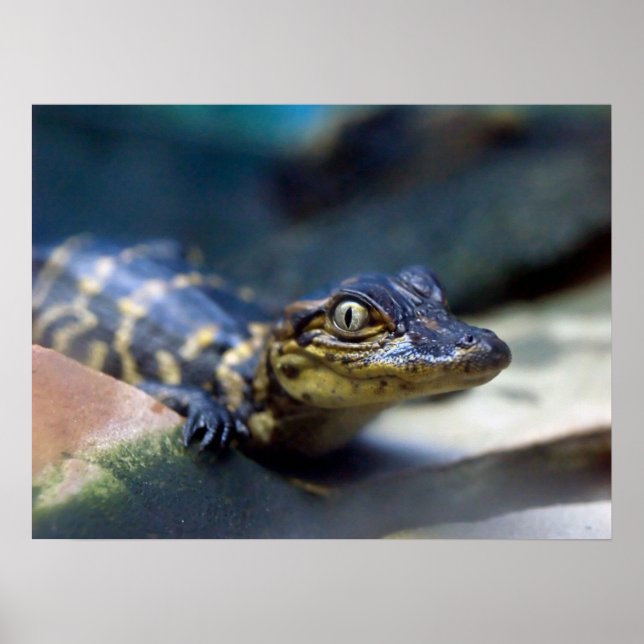 Poster Cutest Baby Animals | Young Alligator (Frente)