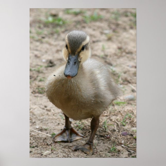 Pôster "Cutie" (Frente)