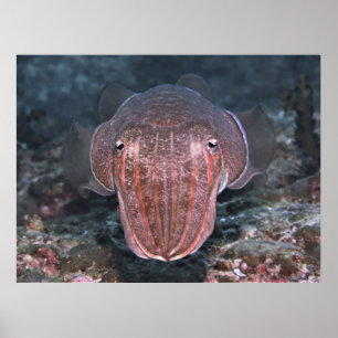Poster Cuttlefish Stare-down
