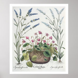 Poster Cyclamen and Lavender: 1.Cyclamen Romanum; 2.Spica