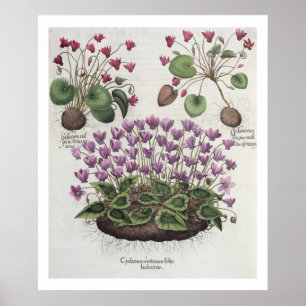 Pôster Cyclamen: hederaceis dos foliis do serotinum