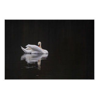 Pôster cygne sur l'eau (swan)