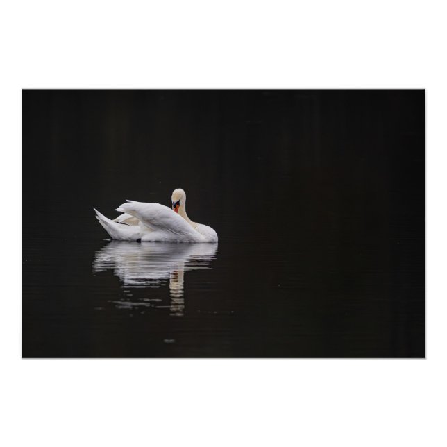 Pôster cygne sur l'eau (swan) (Frente)