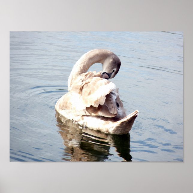 Poster Cygnet Swan Preening (Frente)
