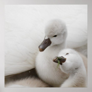 Pôster Cygnets da cisne muda