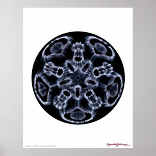 Poster Cymatics: Nota C da música